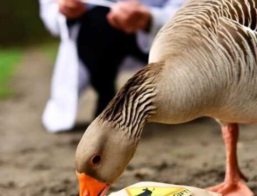Vogelgrippe-Fälle bei Wildgänsen im Münsterland und Umgebung